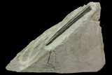 Jurassic Belemnite (Youngibelus) - Posidonia Shale #69549-1